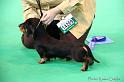 Crufts2011_2 529